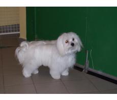 toilettage canin