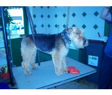toilettage canin