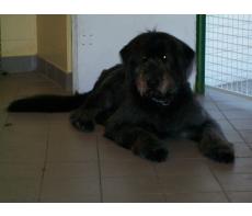 toilettage canin