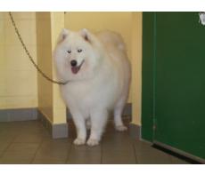 toilettage canin