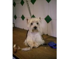 toilettage canin