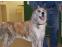 toilettage chien