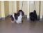 toilettage chien