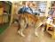 toilettage chien