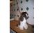 toilettage chien