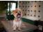 toilettage chien