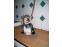 toilettage chien