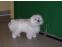 toilettage chien