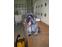 toilettage chien