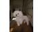 toilettage chien