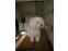 toilettage chien