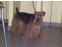 toilettage chien