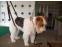 toilettage chien