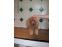 toilettage chien