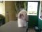 toilettage chien