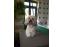 toilettage chien