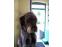 toilettage chien