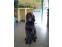 toilettage chien