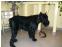 toilettage chien