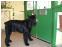 toilettage chien