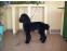 toilettage chien