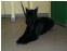 toilettage chien