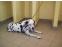 toilettage chien