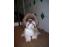 toilettage chien