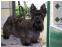 toilettage chien
