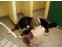 toilettage chien