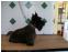 toilettage chien