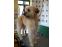 toilettage chien