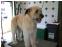 toilettage chien