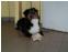 toilettage chien