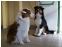 toilettage chien