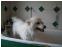 toilettage chien