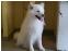 toilettage chien