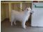 toilettage chien