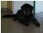 toilettage chien