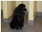 toilettage chien