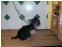 toilettage chien