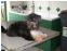 toilettage chien