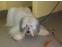 toilettage chien