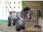 toilettage chien