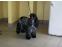toilettage chien