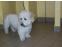 toilettage chien
