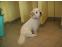 toilettage chien
