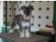 toilettage chien
