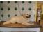 toilettage chien
