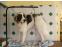 toilettage chien